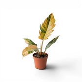 Philodendron 'Caramel Marble' plant in a nursery pot.