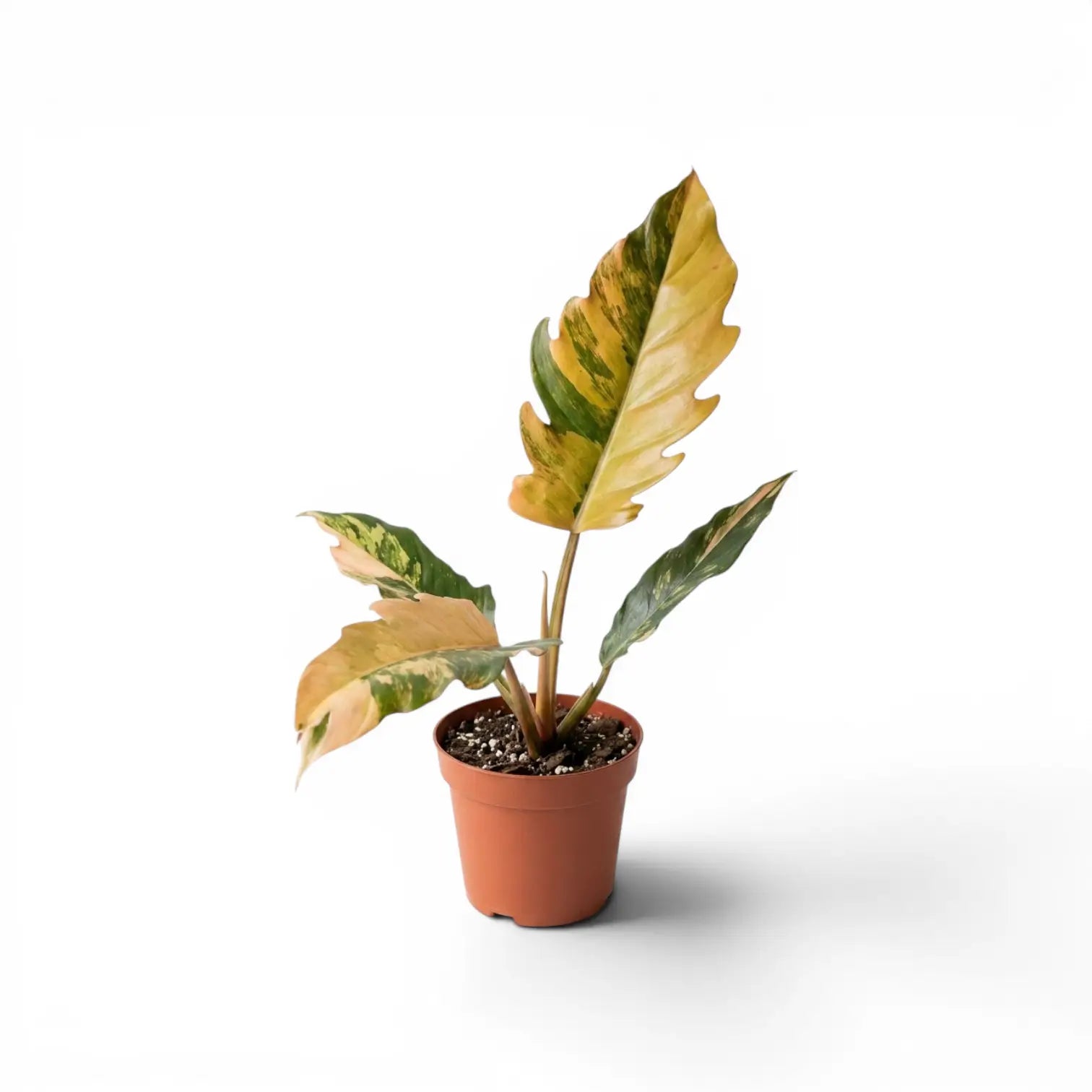 Philodendron 'Caramel Marble' plant in a nursery pot.