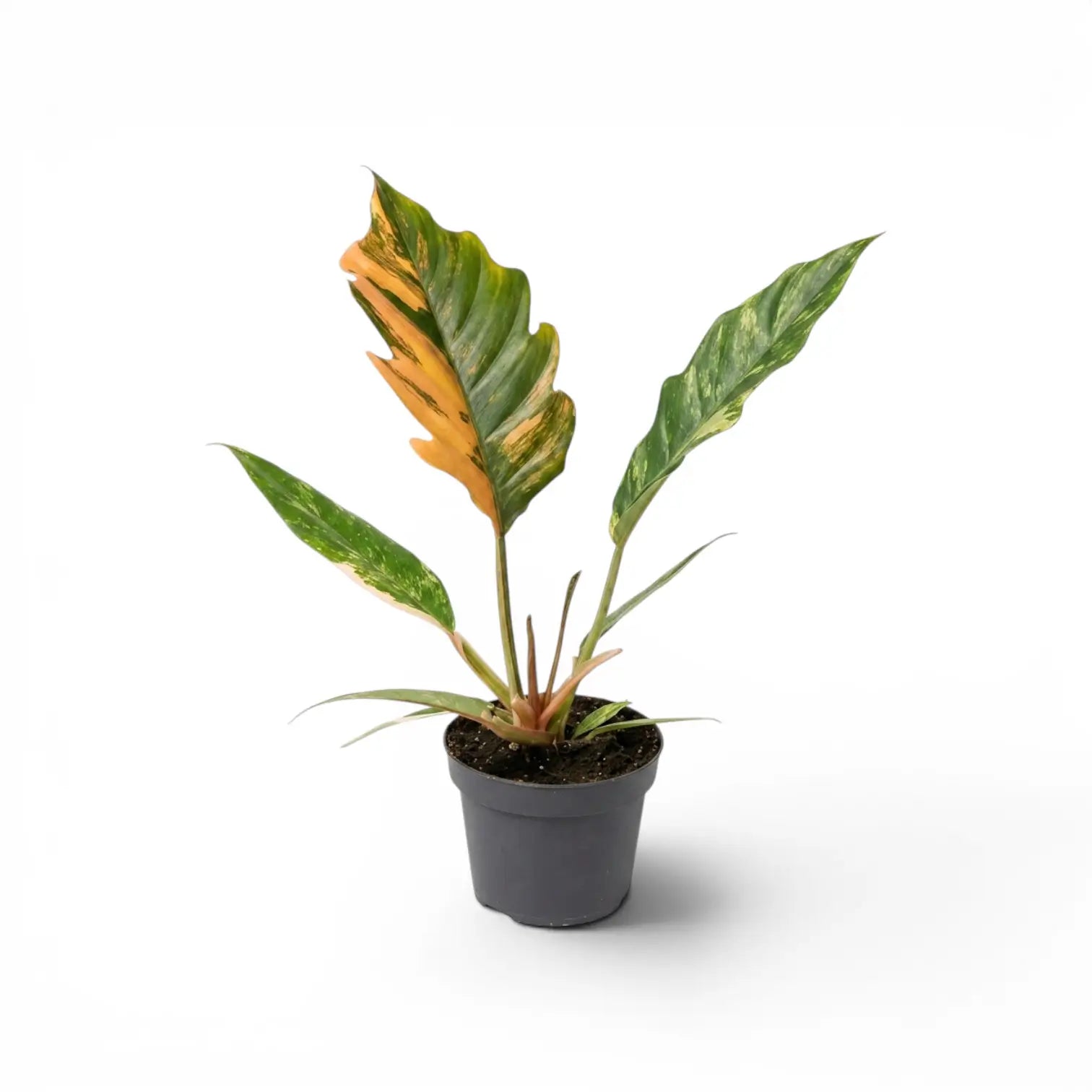 Philodendron 'Caramel Marble' plant in a nursery pot.