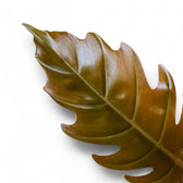 Philodendron 'Caramel Pluto' ('Chocolate Empress', 'Pluto') close-up of leaf on white background.