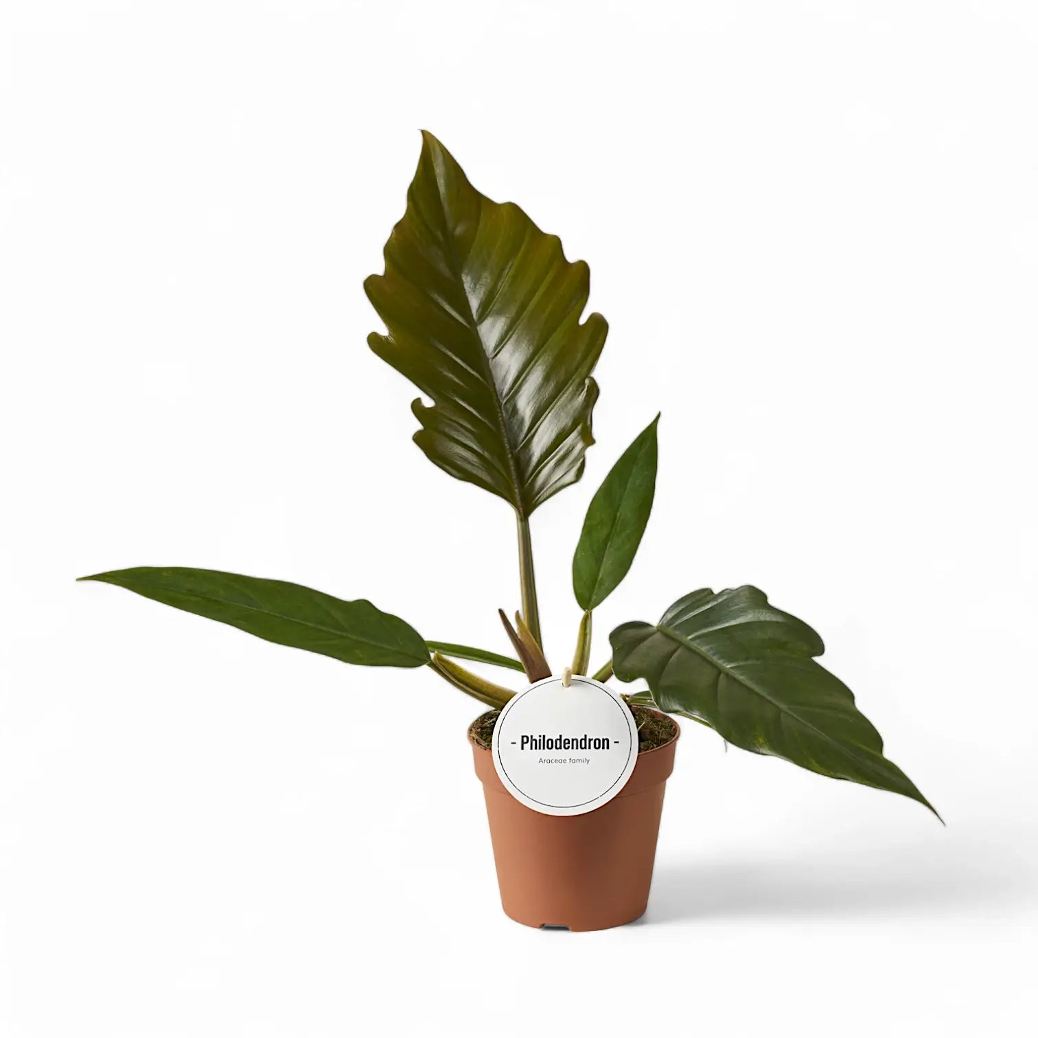 Philodendron 'Caramel Pluto' ('Chocolate Empress', 'Pluto') potted plant in nursery pot on white background.