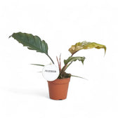 Philodendron 'Caramel Pluto' ('Chocolate Empress', 'Pluto') potted plant in nursery pot on white background.