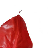 Philodendron 'Cherry red' – Blattdetail vor weißem Hintergrund..