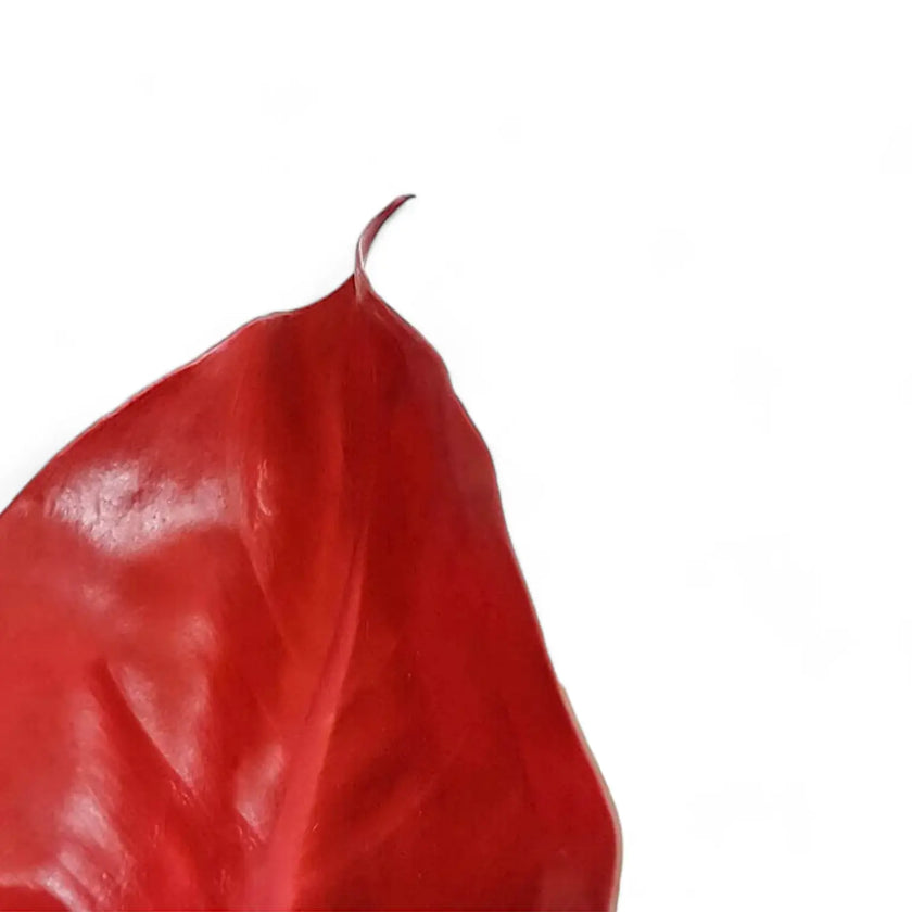 Philodendron 'Cherry red' – Blattdetail vor weißem Hintergrund..