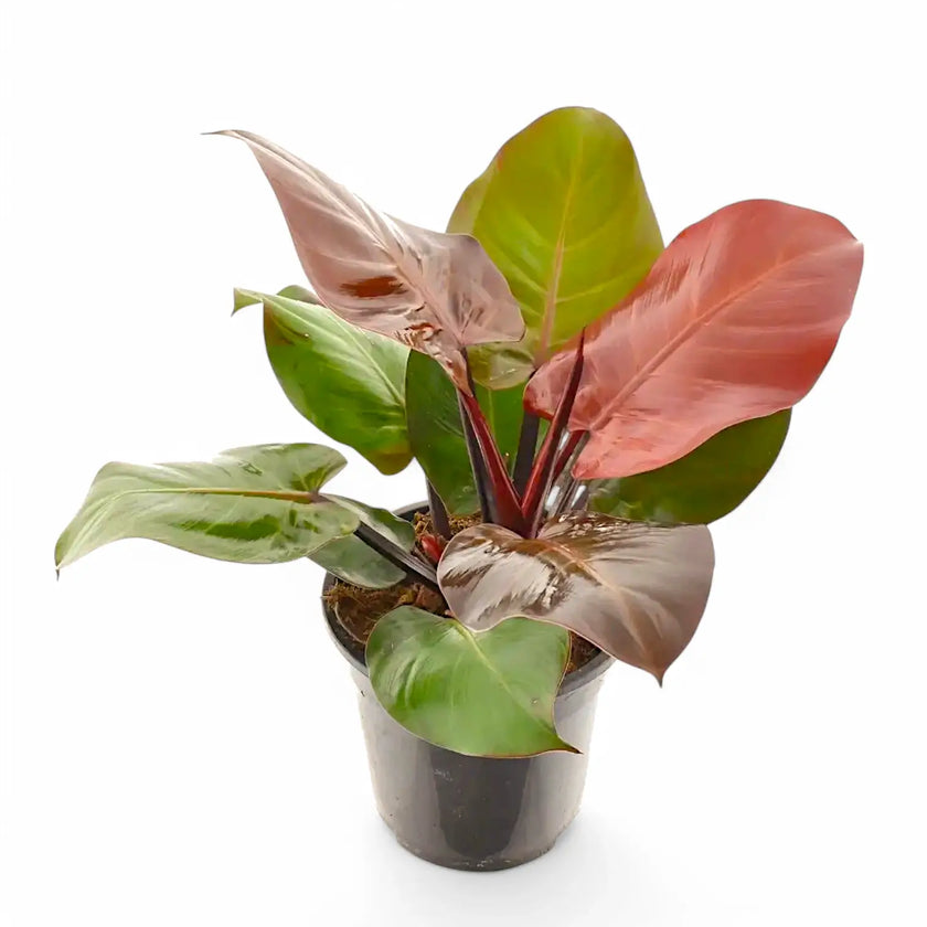 Philodendron 'Cherry red' Zimmerpflanze im Anzuchttopf vor weißem Hintergrund, Produktfoto 2.