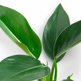 Philodendron 'Congo Apple' leaf detail on white background.
