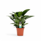 Philodendron 'Congo Apple' potted plant in nursery pot on white background.