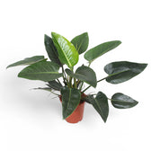 Philodendron 'Congo Green' potted plant in nursery pot on white background.