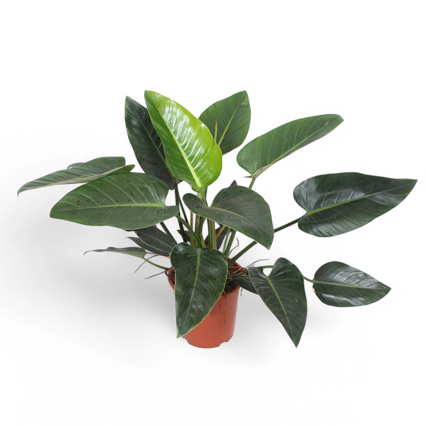 Philodendron 'Congo Green' Zimmerpflanze im Anzuchttopf vor weißem Hintergrund, Produktfoto 2.