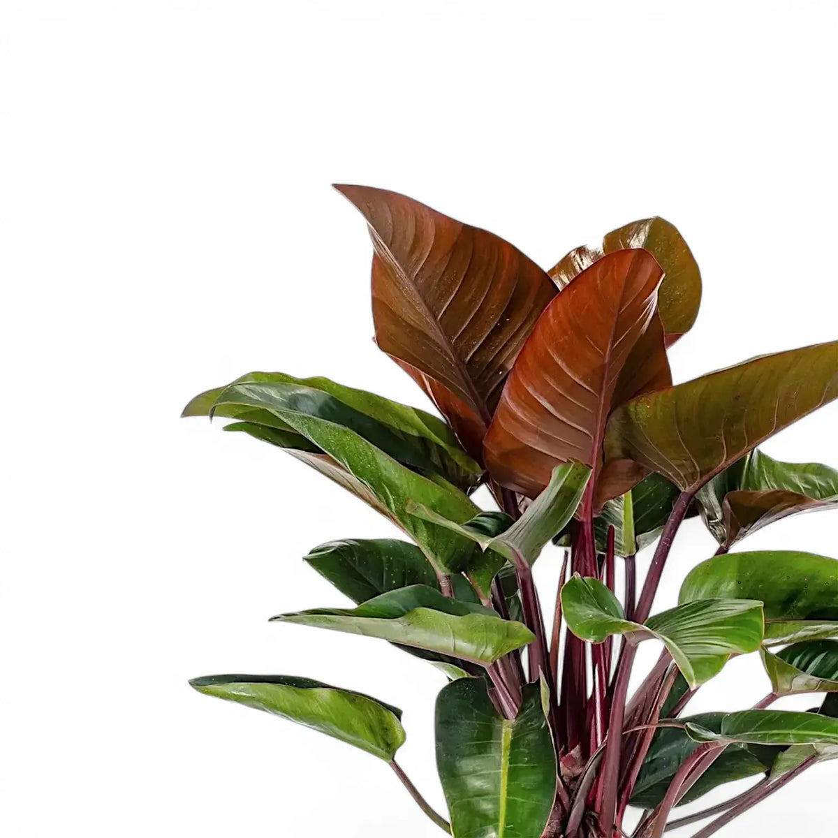 Philodendron 'Congo Rojo'  Red-Stemmed Congo Hybrid
