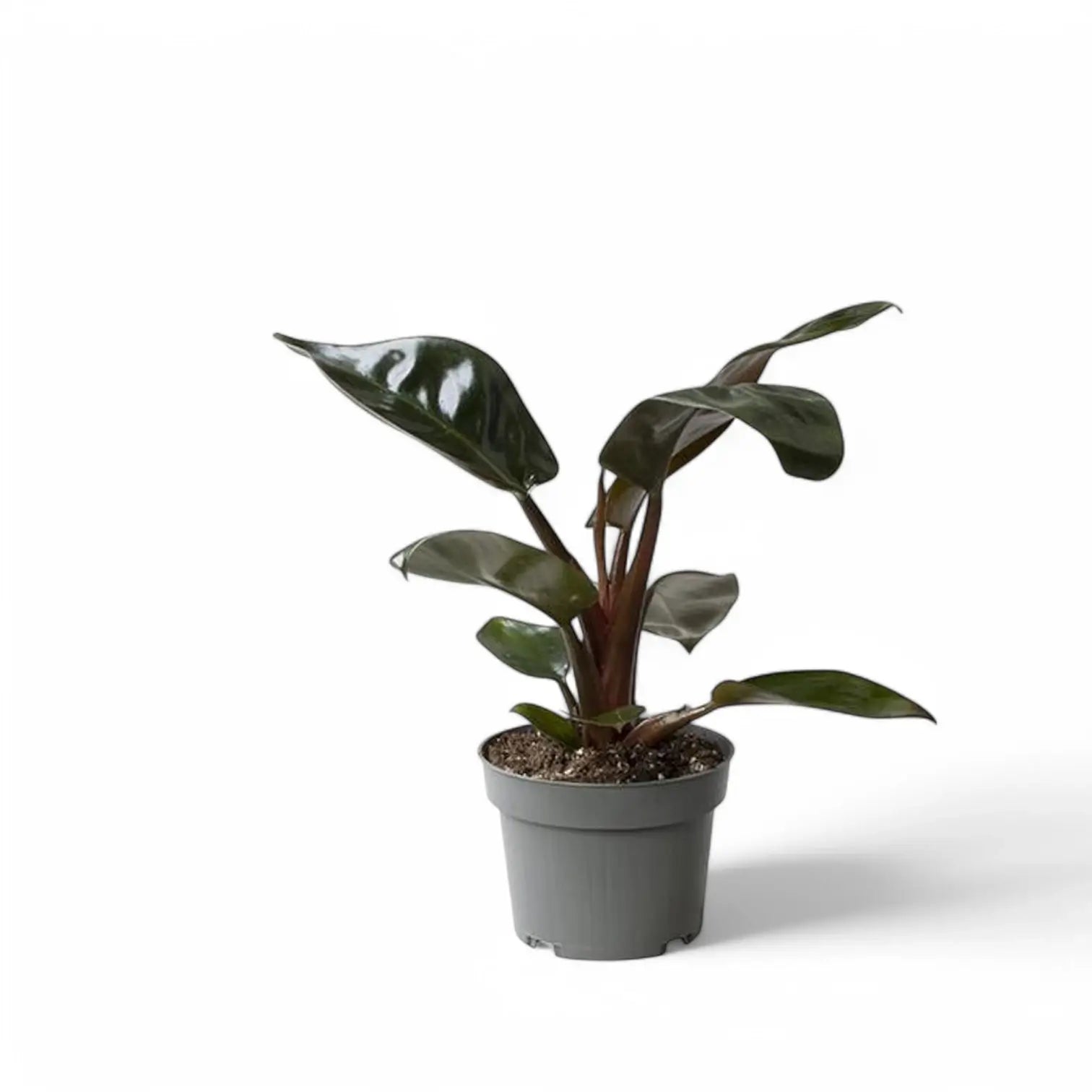 Philodendron 'Congo Rojo' Zimmerpflanze im Anzuchttopf vor weißem Hintergrund, Produktfoto 3.