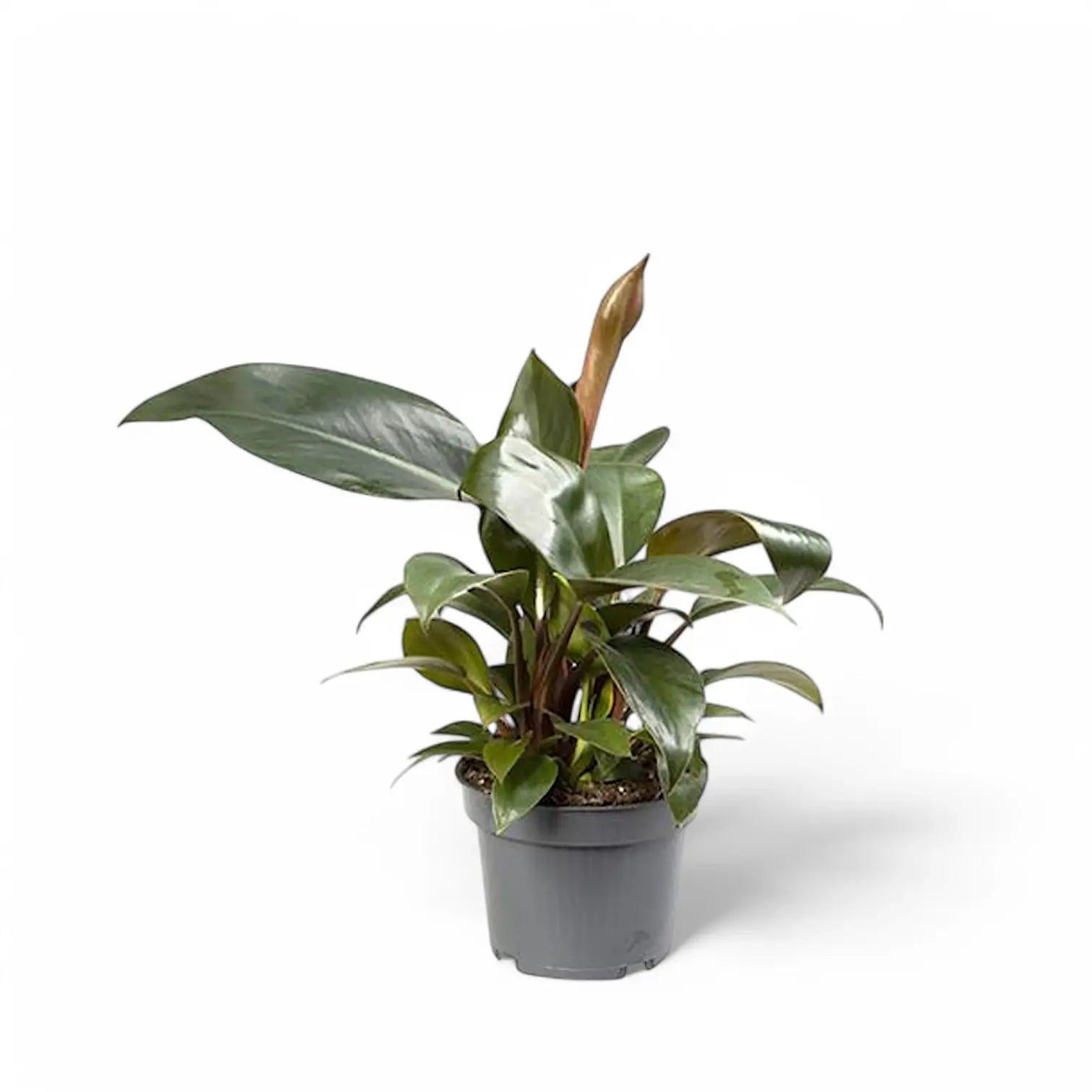 Philodendron 'Congo Rojo' Zimmerpflanze im Anzuchttopf vor weißem Hintergrund, Produktfoto 4.