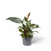 Philodendron 'Congo Rojo' Zimmerpflanze im Anzuchttopf vor weißem Hintergrund, Produktfoto 4.