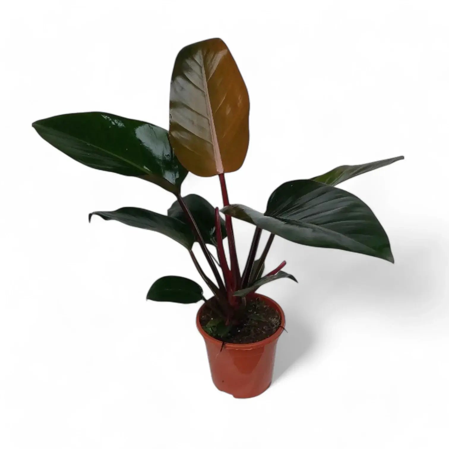Philodendron 'Congo Rojo' Zimmerpflanze im Anzuchttopf vor weißem Hintergrund, Produktfoto 7.