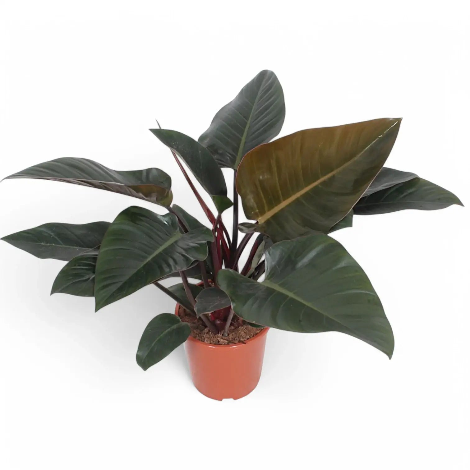 Philodendron 'Congo Rojo' Zimmerpflanze im Anzuchttopf vor weißem Hintergrund, Produktfoto 8.