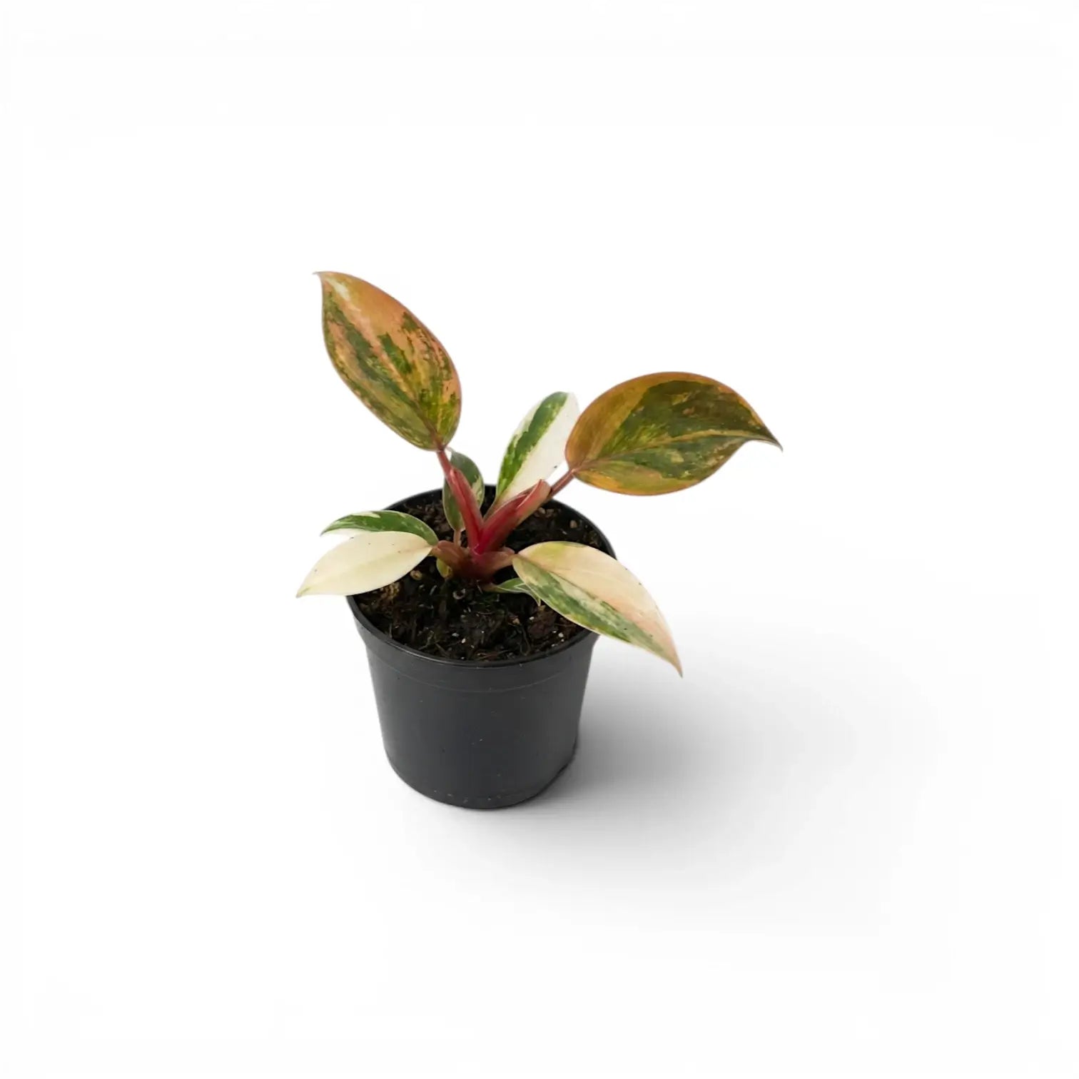 Philodendron ‘Rojo Congo’ Variegata baby plant with green, cream and peach leaves in a black nursery pot.