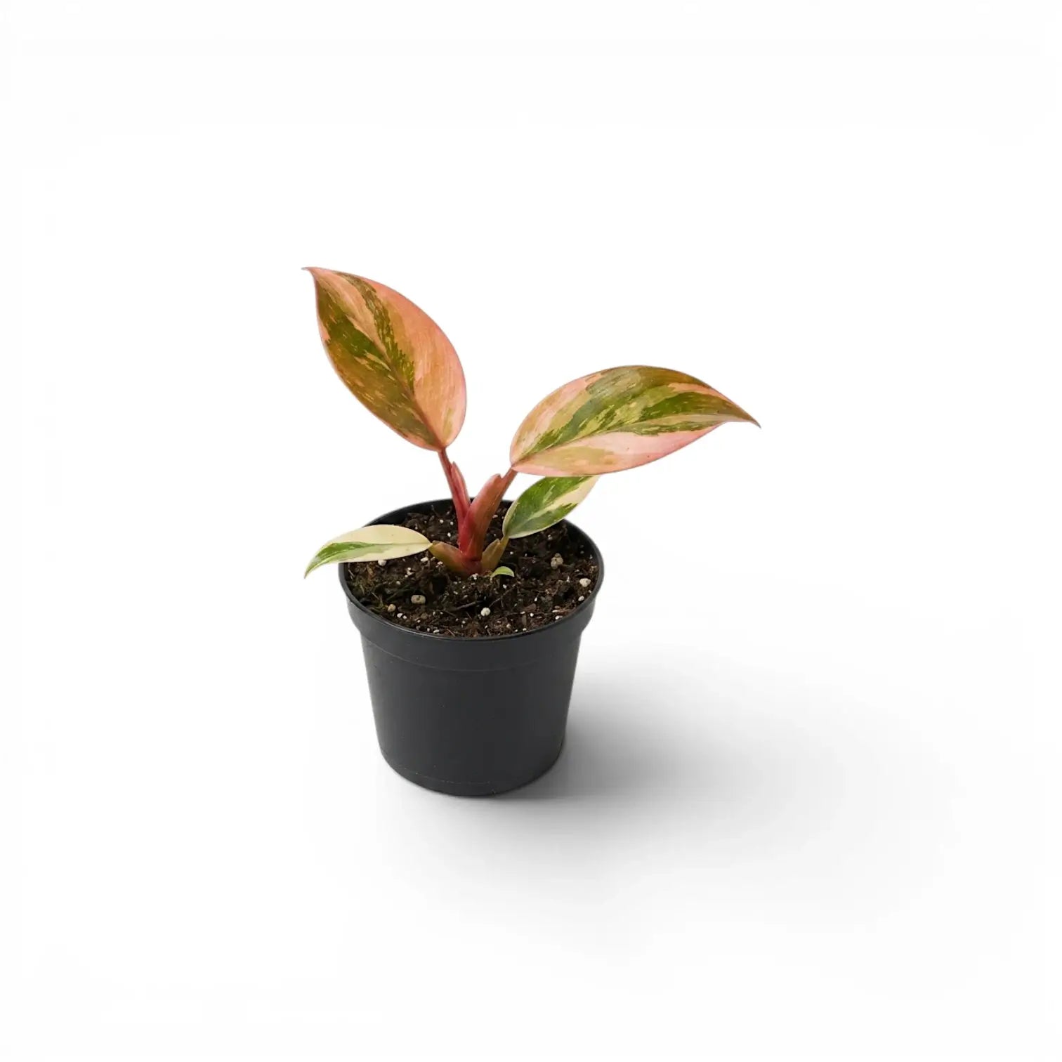 Philodendron ‘Rojo Congo’ Variegata baby plant with copper-pink new growth in a black nursery pot.