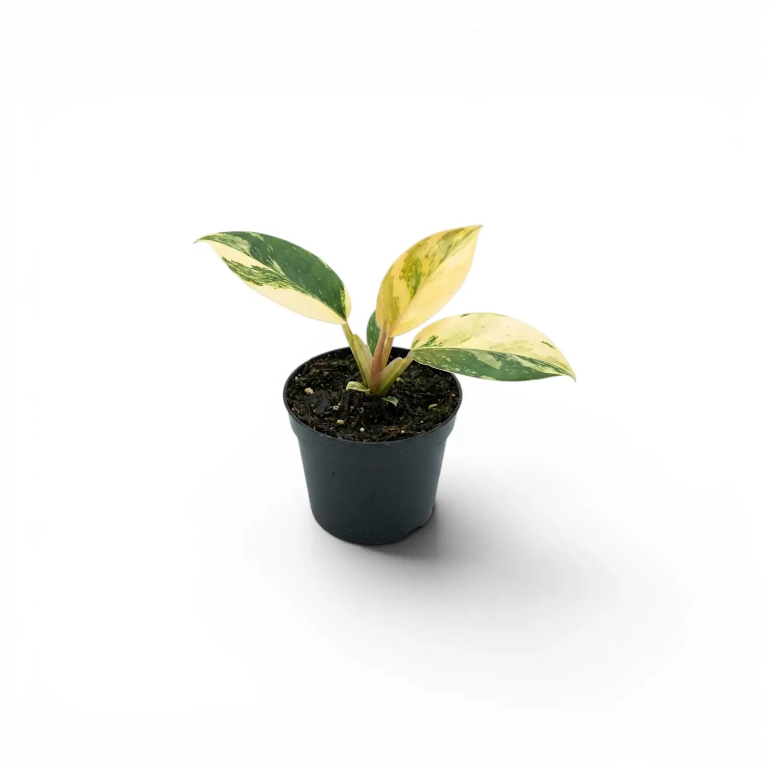 Philodendron ‘Rojo Congo’ Variegata baby plant with a pale cream leaf and green sectors in a black nursery pot.