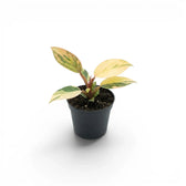 Philodendron ‘Rojo Congo’ Variegata baby plant with cream-and-peach foliage in a black nursery pot.