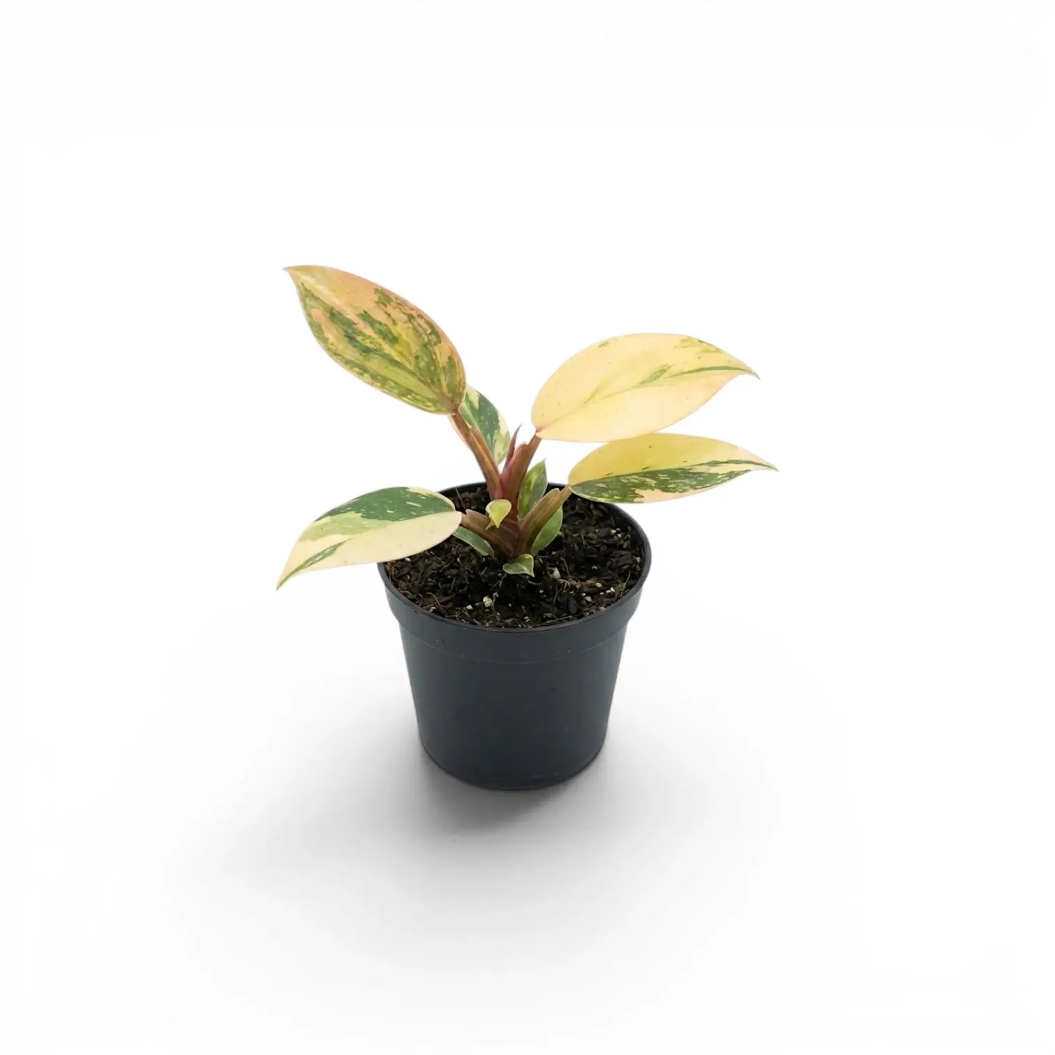 Philodendron ‘Rojo Congo’ Variegata baby plant with cream-and-peach foliage in a black nursery pot.