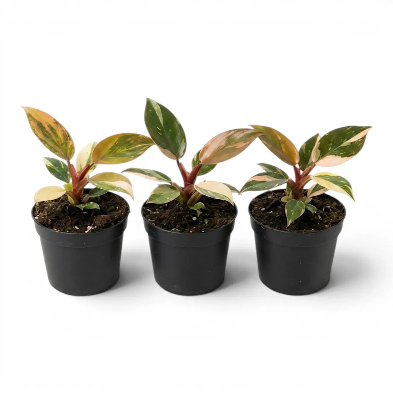 Three variegated Philodendron ‘Rojo Congo’ Variegata baby plants with peach-and-green leaves in black nursery pots.