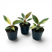 Group of three variegated Philodendron ‘Rojo Congo’ Variegata baby plants in black nursery pots.