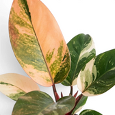 Philodendron ‘Rojo Congo’ Variegata foliage with cream, peach and green sectors on red stems.
