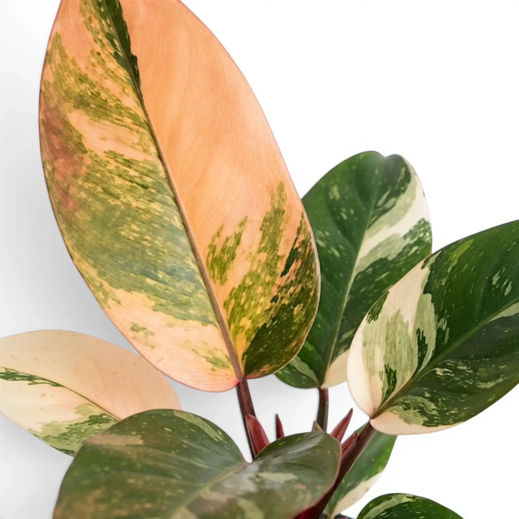 Philodendron ‘Rojo Congo’ Variegata foliage with cream, peach and green sectors on red stems.