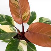 Philodendron ‘Rojo Congo’ Variegata with a copper new leaf beside cream-and-green foliage.