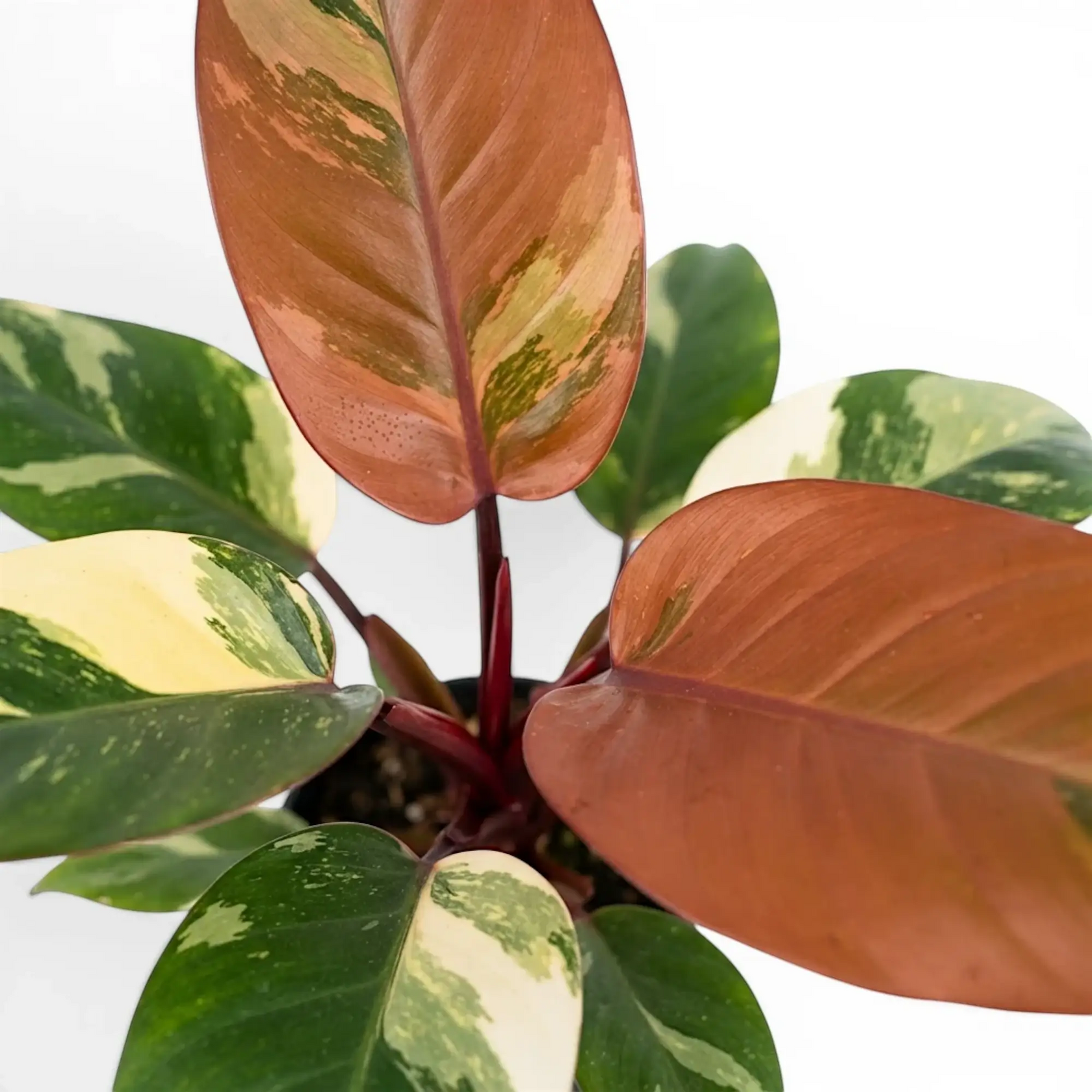 Philodendron ‘Rojo Congo’ Variegata with a copper new leaf beside cream-and-green foliage.