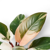 Philodendron ‘Rojo Congo’ Variegata leaves with broad blush-pink, cream and green sectors.