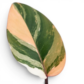 Single Philodendron ‘Rojo Congo’ Variegata leaf divided into peach, cream and deep green variegation.