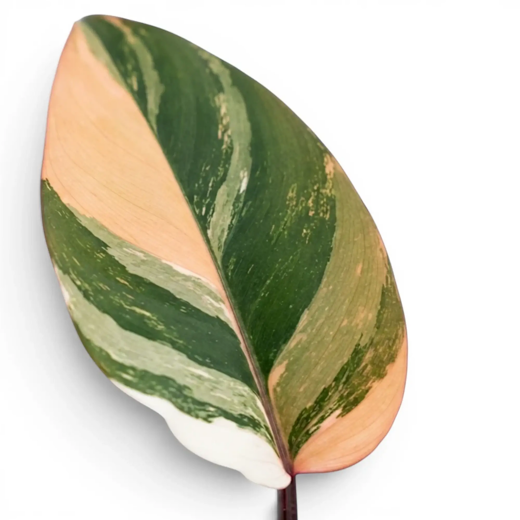 Single Philodendron ‘Rojo Congo’ Variegata leaf divided into peach, cream and deep green variegation.
