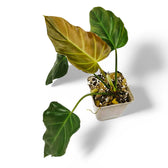 Philodendron corsinianum potted plant in nursery pot on white background.
