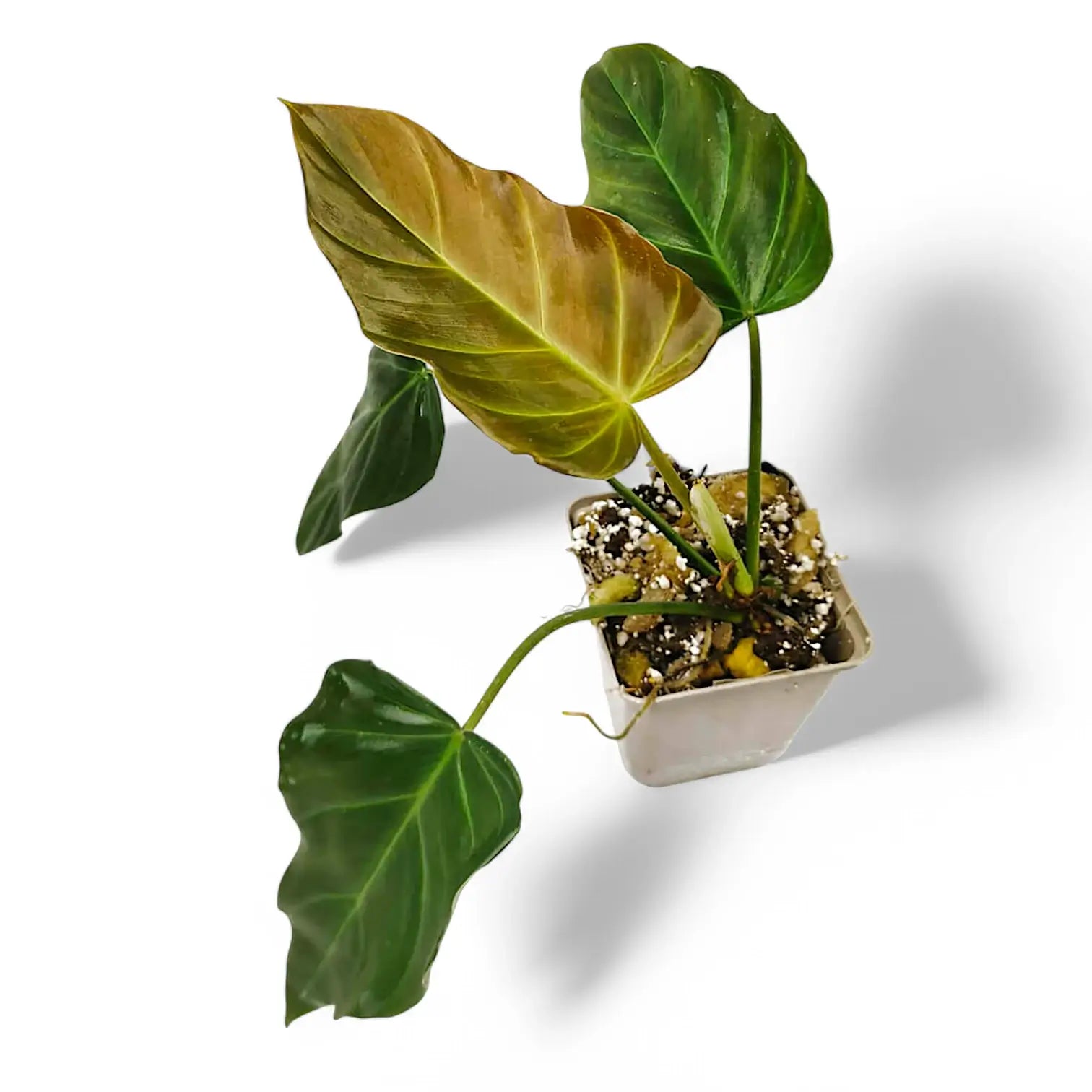 Philodendron corsinianum potted plant in nursery pot on white background.