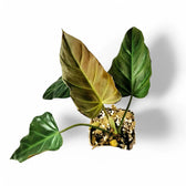 Philodendron corsinianum potted plant in nursery pot on white background.