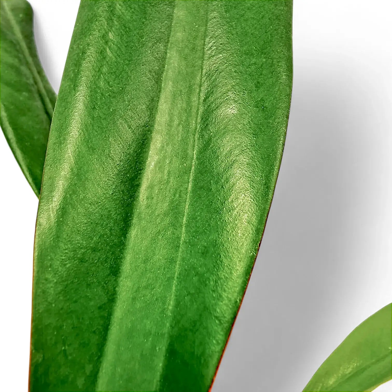 Philodendron crassinervium leaf detail on white background.