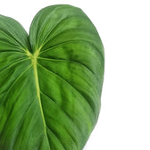 Philodendron 'Dean McDowell' (gloriosum x pastazanum) leaf detail on white background.