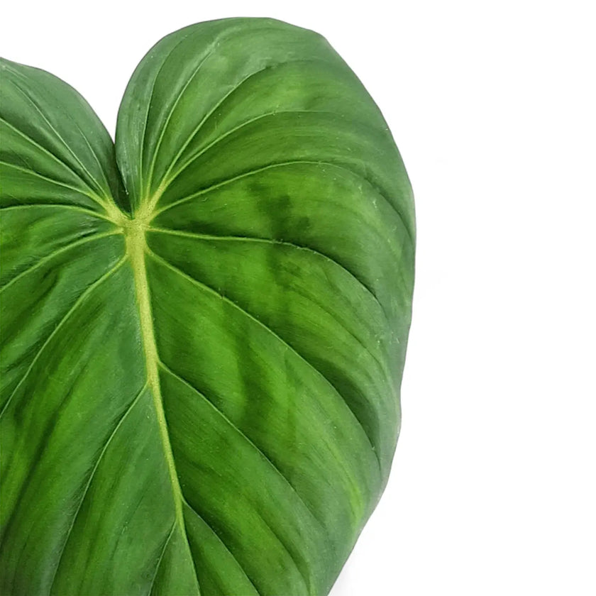 Nahaufnahme von Philodendron 'Dean McDowell' (gloriosum x pastazanum) vor weißem Hintergrund.