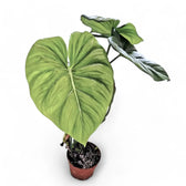 Philodendron 'Dean McDowell' (gloriosum x pastazanum) potted plant in nursery pot on white background.