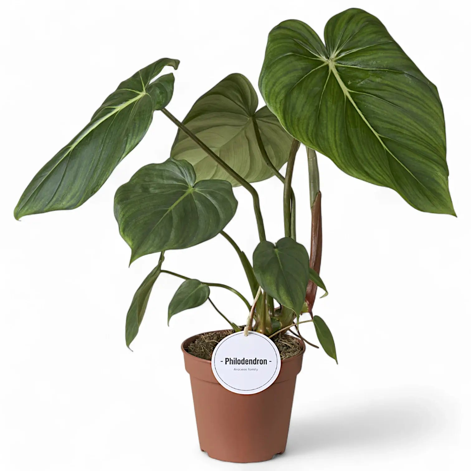 Philodendron 'Dean McDowell' (gloriosum x pastazanum) potted plant in nursery pot on white background.