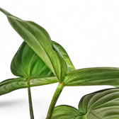 Philodendron 'Dean McDowell' (gloriosum x pastazanum) potted plant in nursery pot on white background.