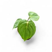 Philodendron 'Dean McDowell' (gloriosum x pastazanum) potted plant in nursery pot on white background.