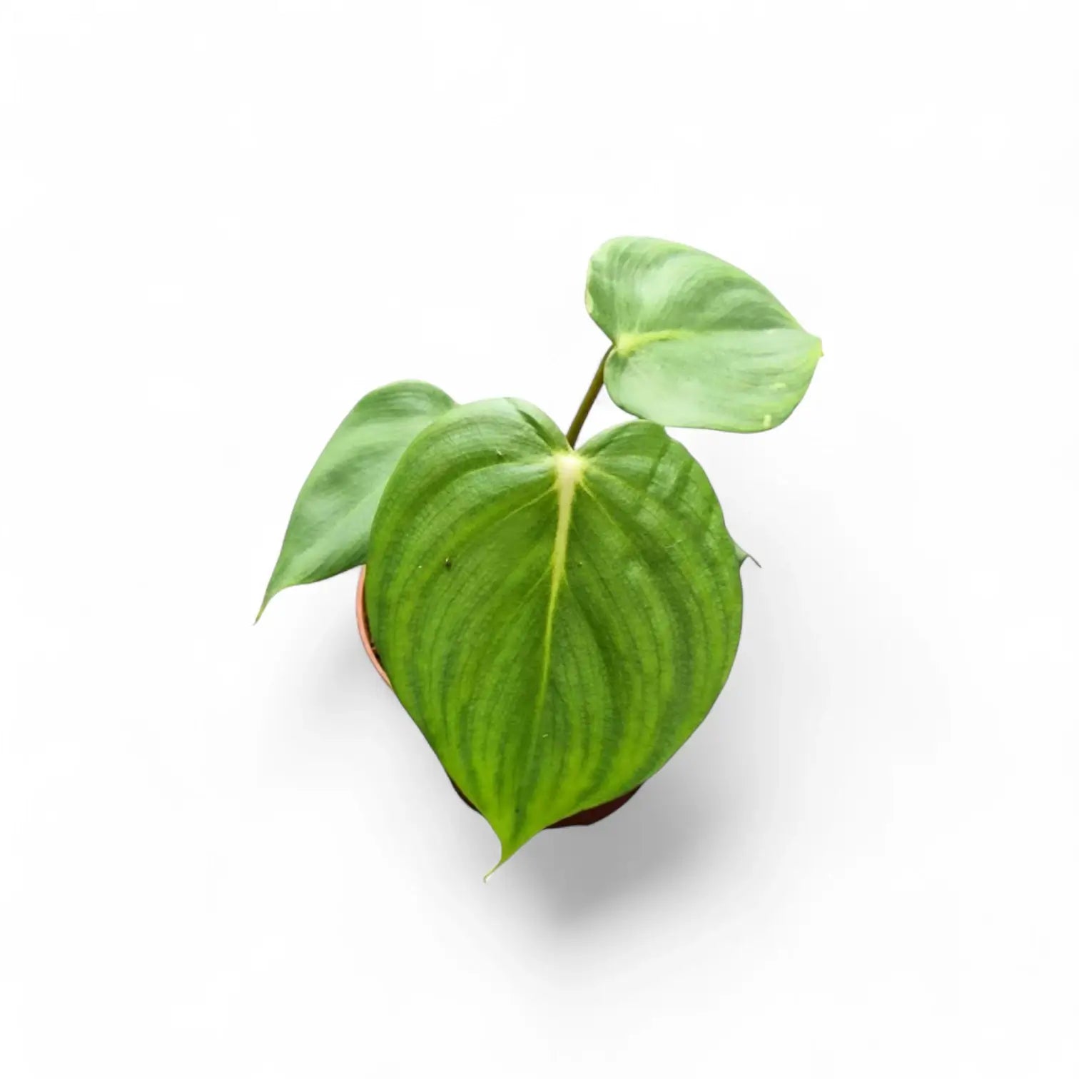 Philodendron 'Dean McDowell' (gloriosum x pastazanum) potted plant in nursery pot on white background.