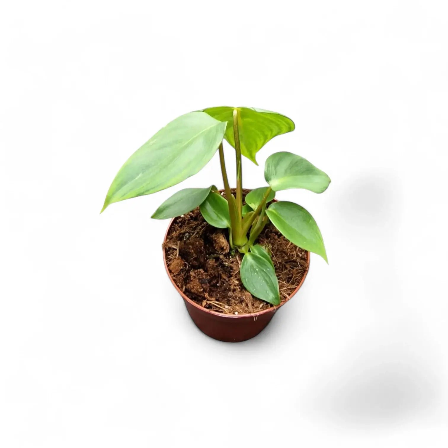 Philodendron 'Dean McDowell' (gloriosum x pastazanum) potted plant in nursery pot on white background.