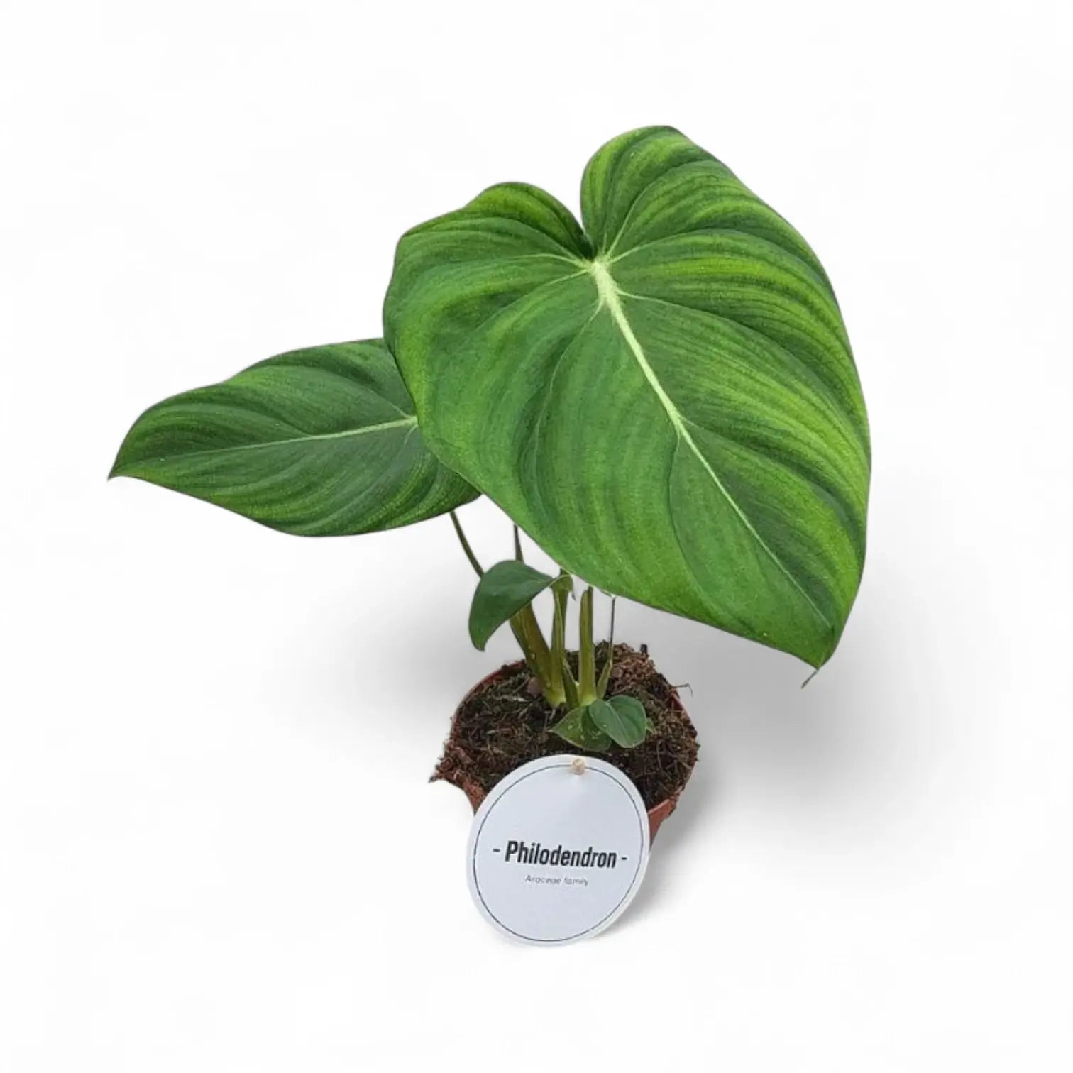 Philodendron 'Dean McDowell' (gloriosum x pastazanum) potted plant in nursery pot on white background.