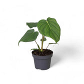 Philodendron 'Dean McDowell' (gloriosum x pastazanum) potted plant in nursery pot on white background.