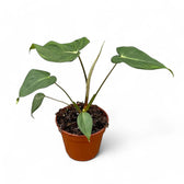 Philodendron 'Dean McDowell' (gloriosum x pastazanum) potted plant in nursery pot on white background.