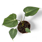 Philodendron 'Dean McDowell' (gloriosum x pastazanum) potted plant in nursery pot on white background.