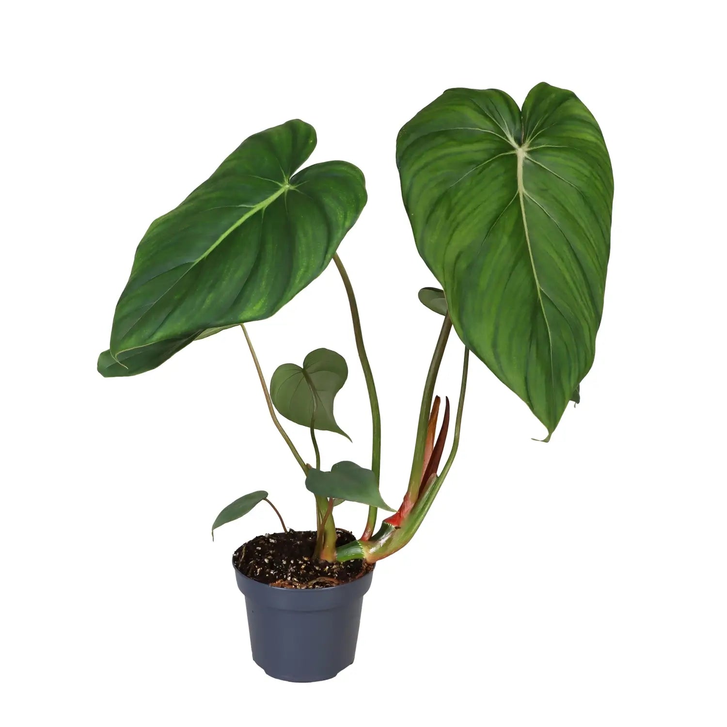 Philodendron 'Dean McDowell' (gloriosum x pastazanum) potted plant in nursery pot on white background.